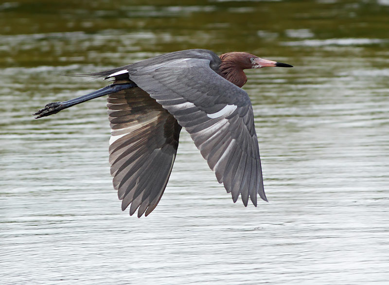 Reddish Egret