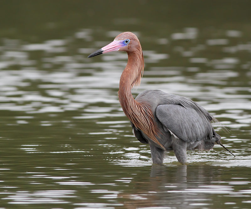 Reddish Egret