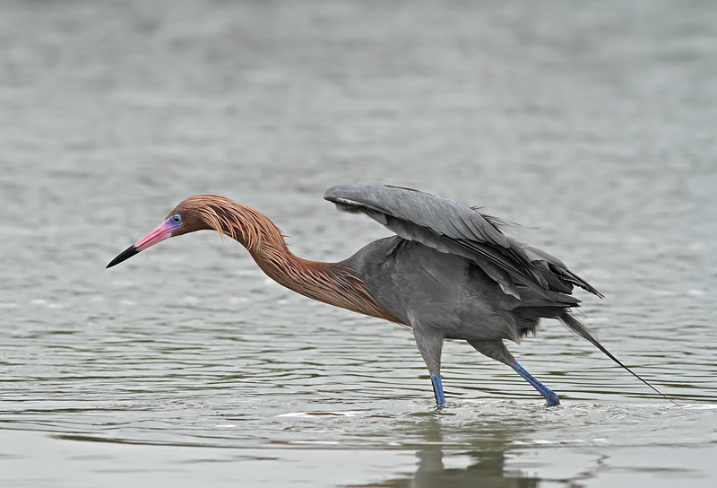 Reddish Egret