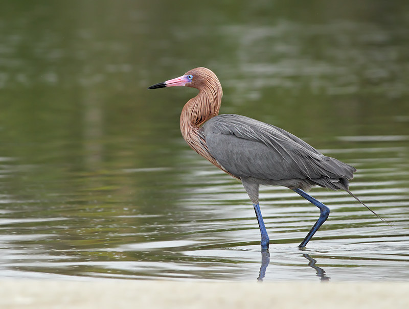Reddish Egret