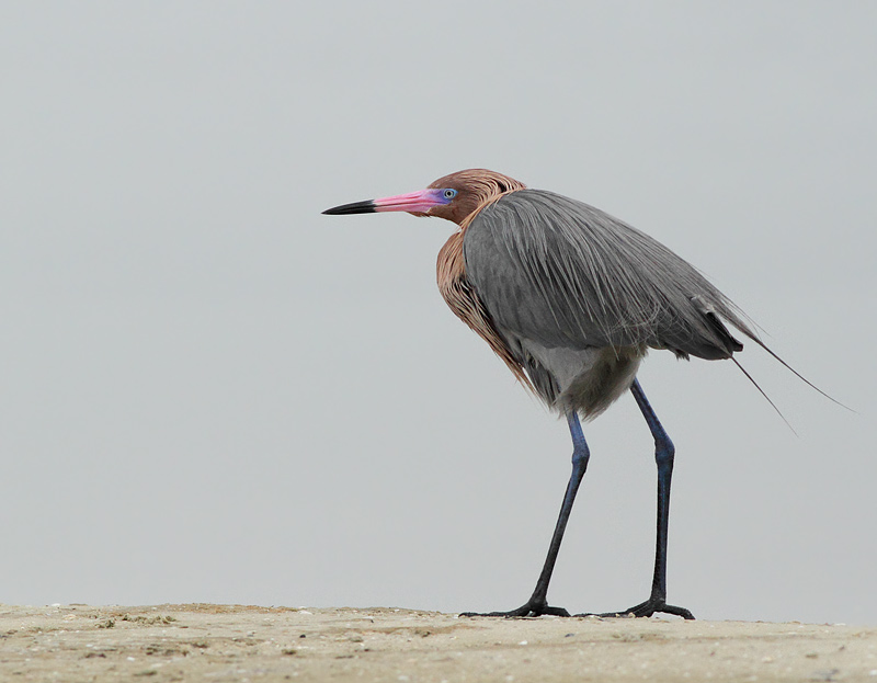 Reddish Egret