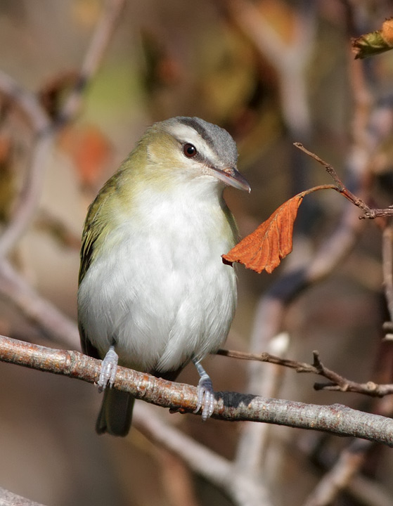 Red-eyed Vireo