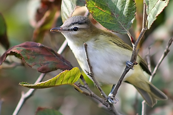 Red-eyed Vireo