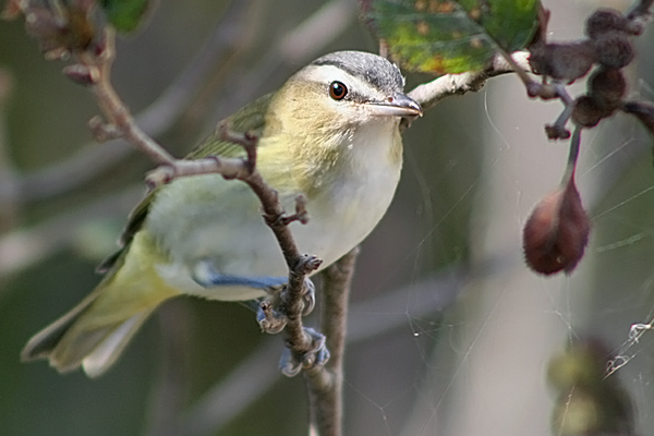 Red-eyed Vireo