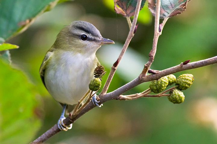 Red-eyed Vireo