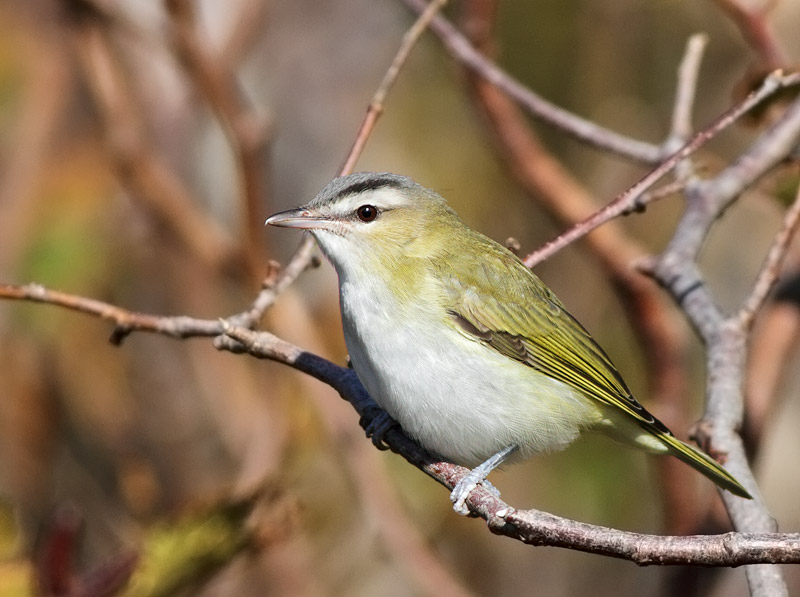 Red-eyed Vireo