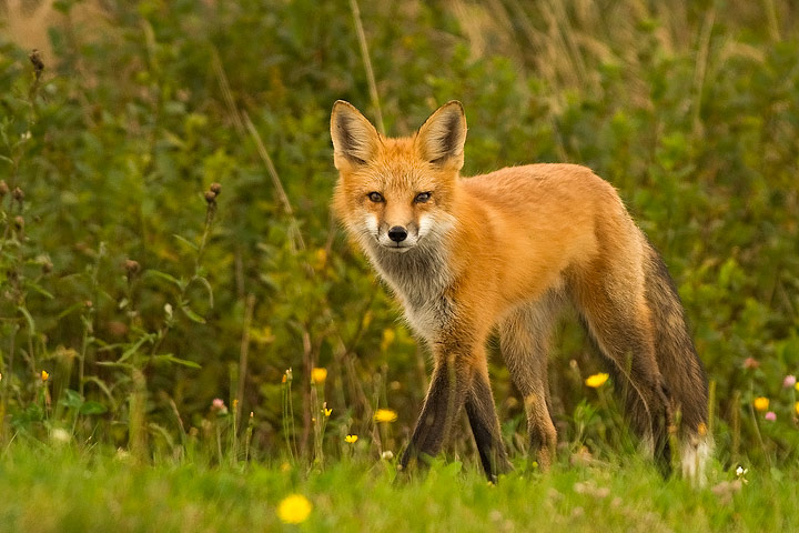 Red Fox