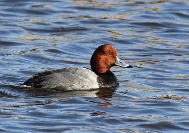 Redhead