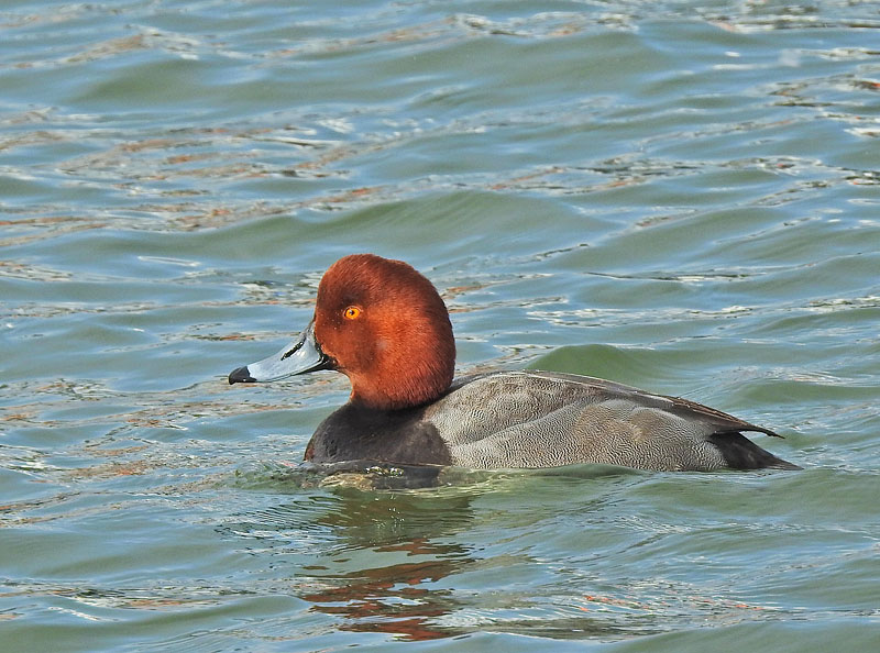 Redhead