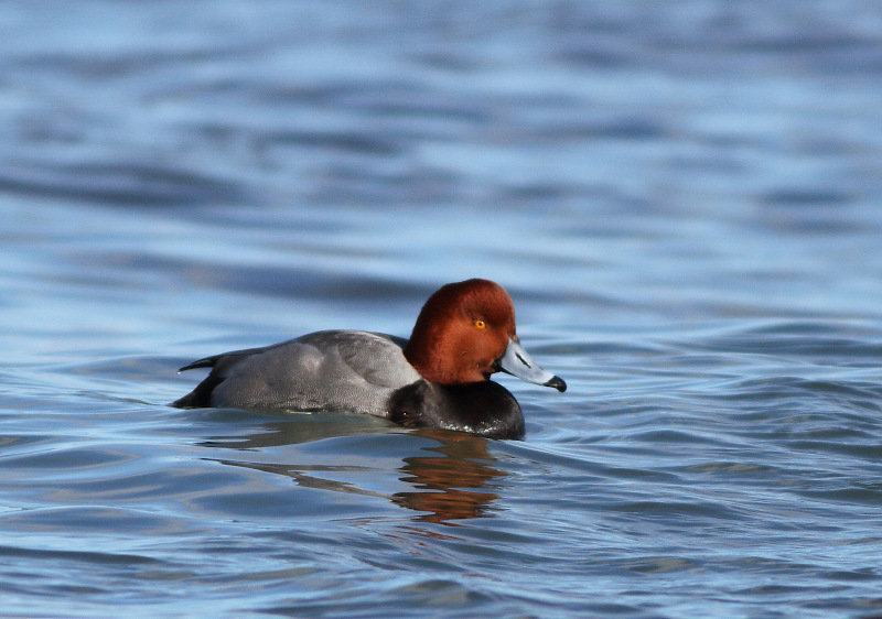 Redhead