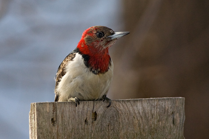 Red-headed Woodpecker
