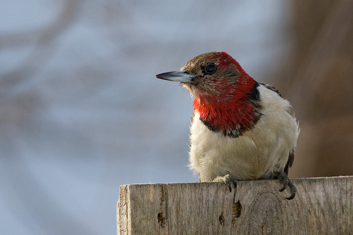 Red-headed Woodpecker