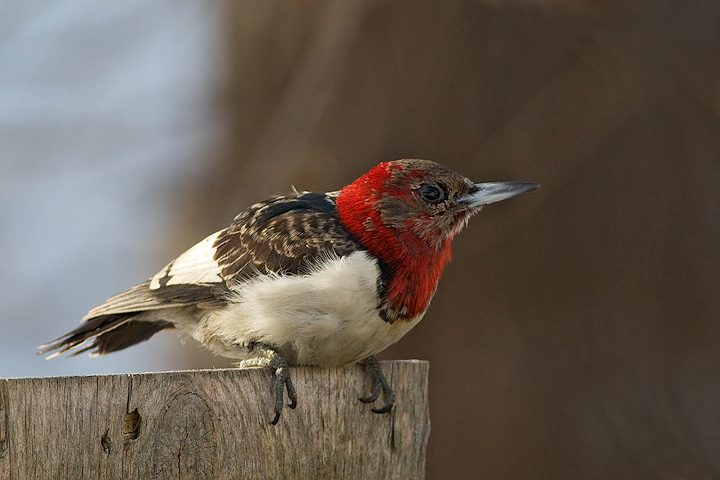 Red-headed Woodpecker