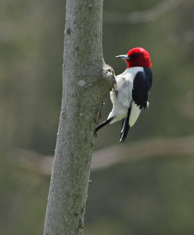 Red-headed Woodpecker