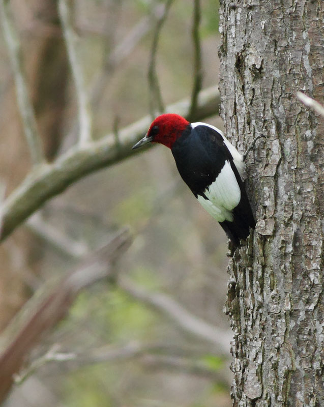 Red-headed Woodpecker