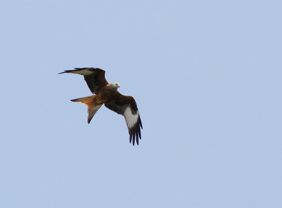 Red Kite