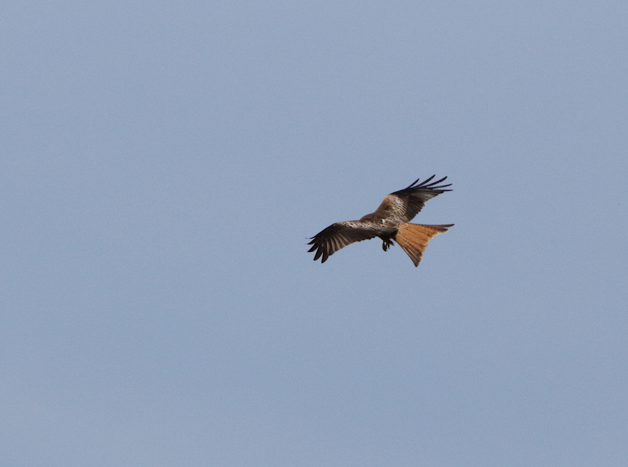 Red Kite