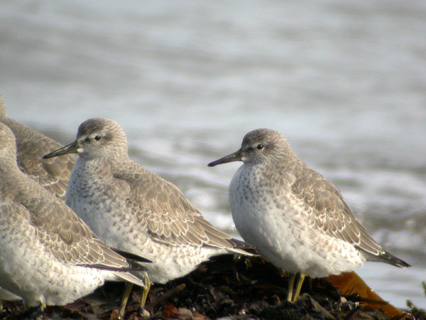 Red Knot