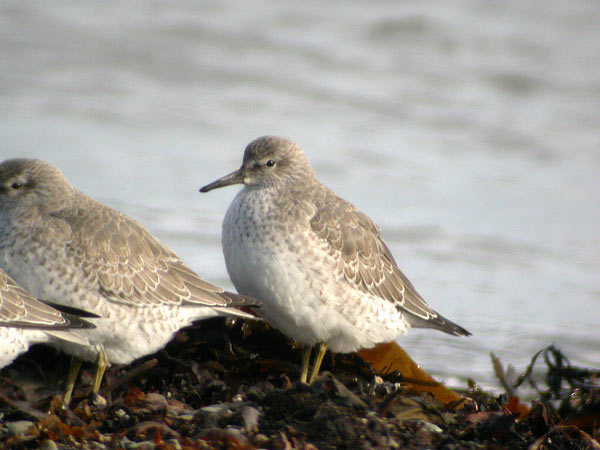 Red Knot