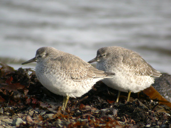 Red Knot