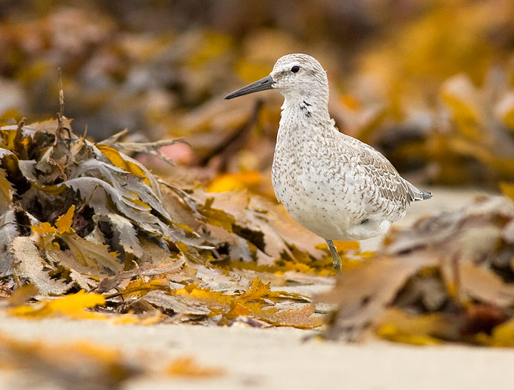 Red Knot
