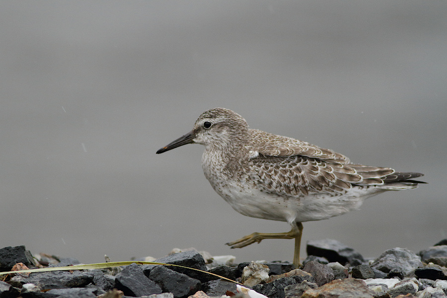 Red Knot