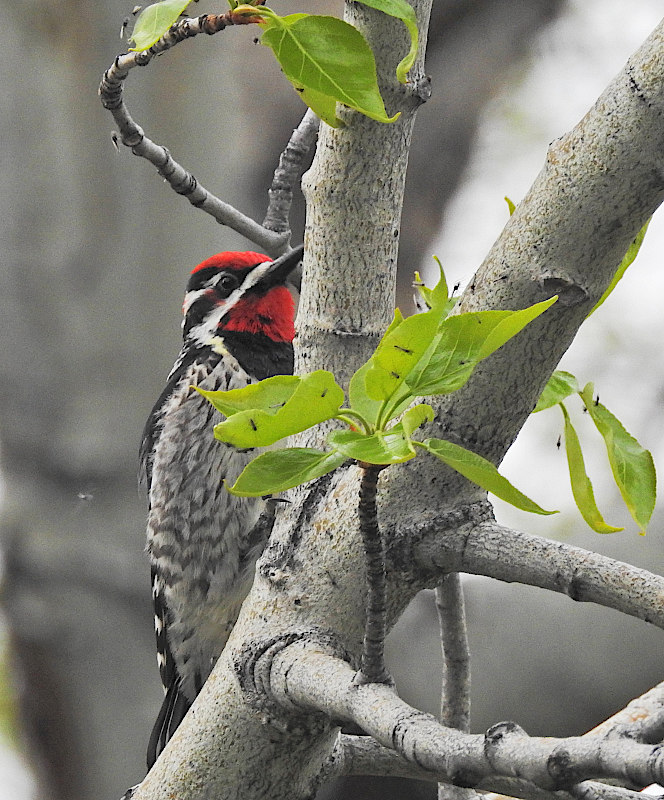 Red-naped Sapsucker