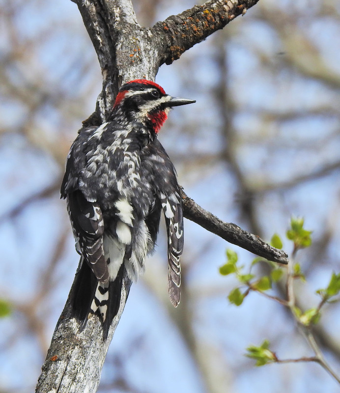 Red-naped Sapsucker