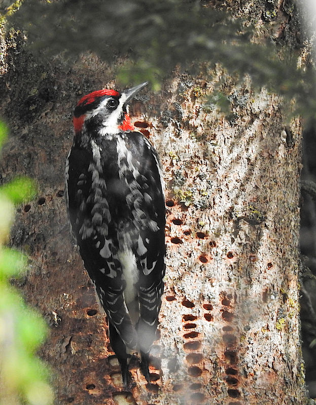 Red-naped Sapsucker