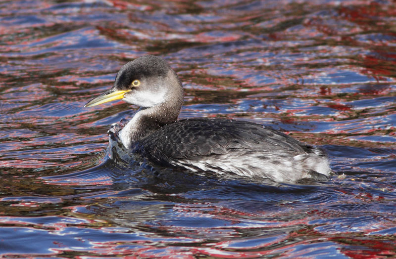 Red-necked Grebe