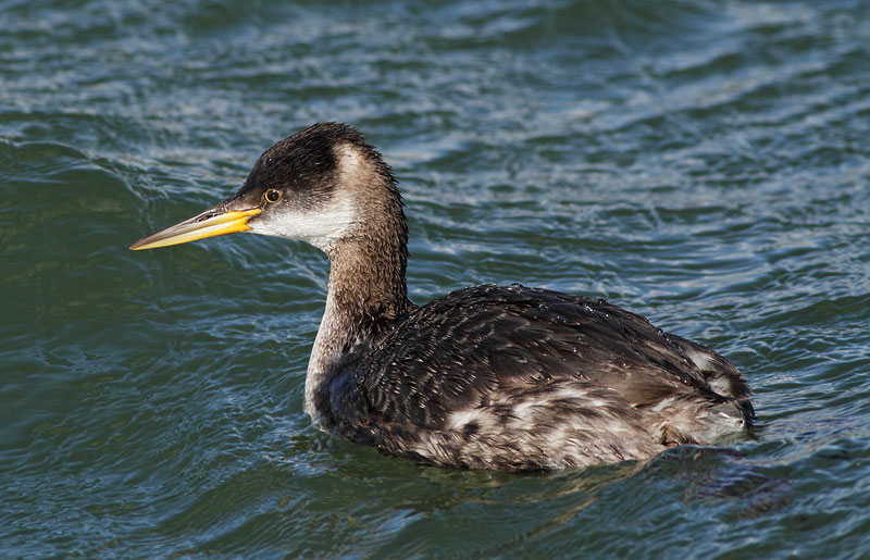 Red-necked Grebe