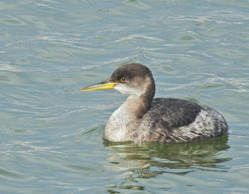 Red-necked Grebe