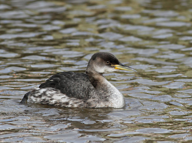Red-necked Grebe