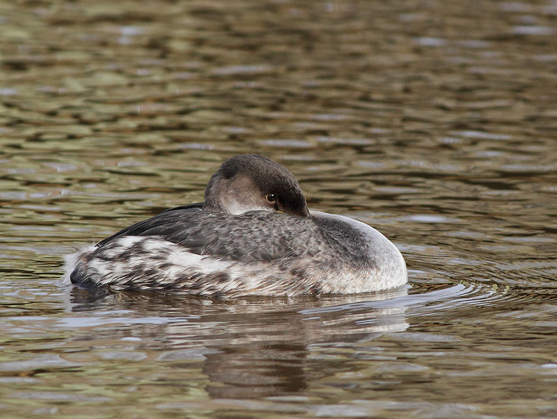 Red-necked Grebe