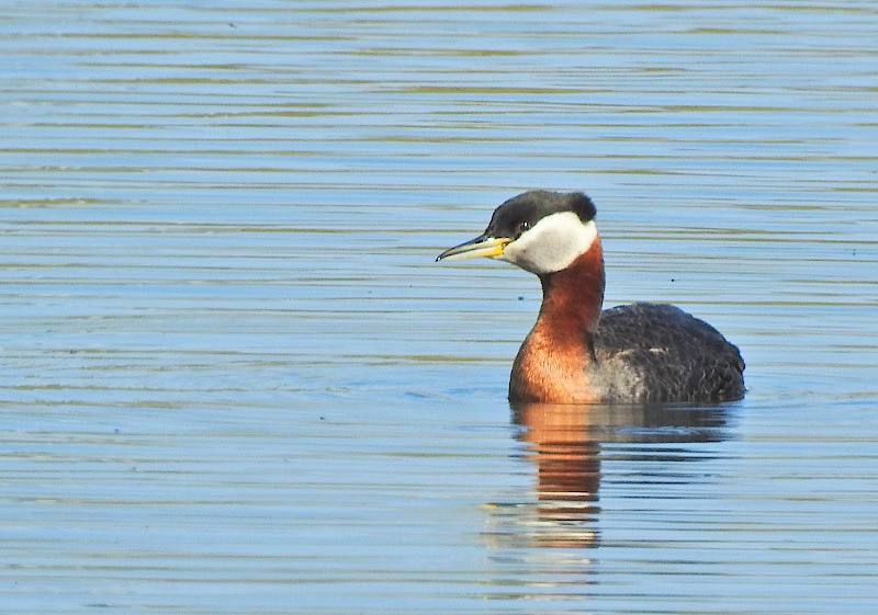 Red-necked Grebe