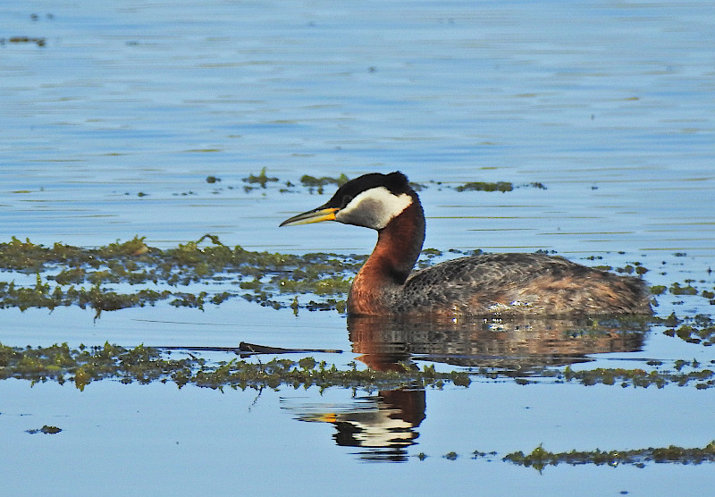 Red-necked Grebe