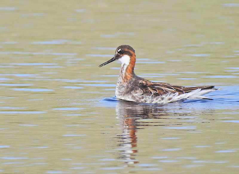 Red-necked Palarope