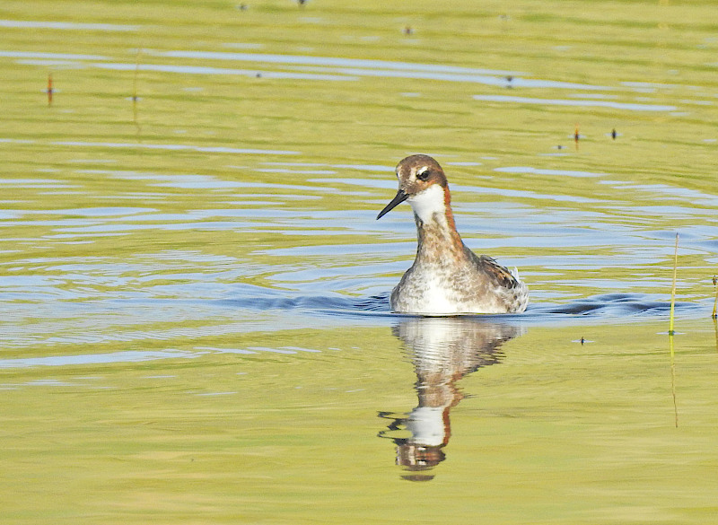 Red-necked Phalarope