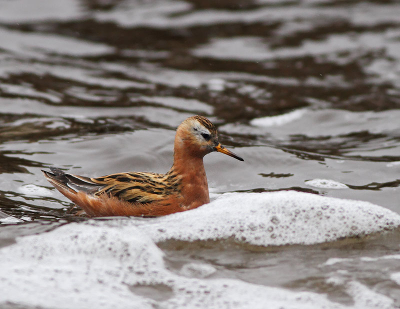 Red Phalarope