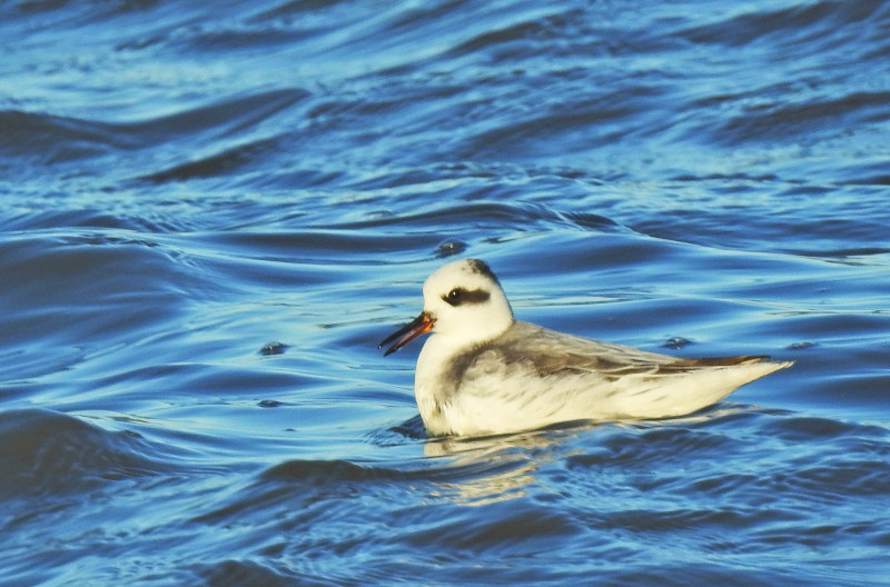 Red Phalarope