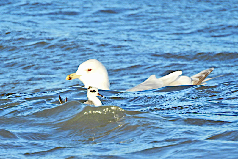 Red Phalarope