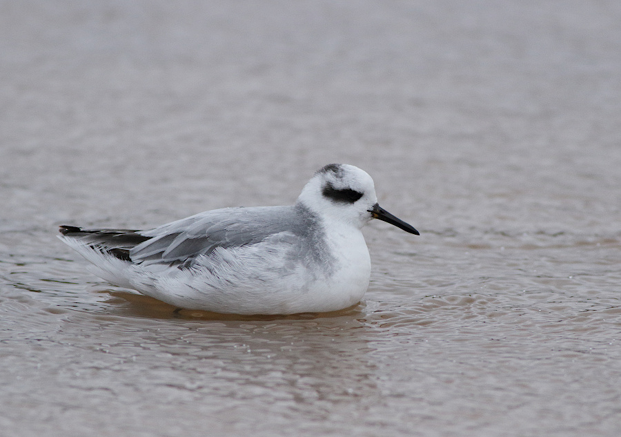 Red Phalarope