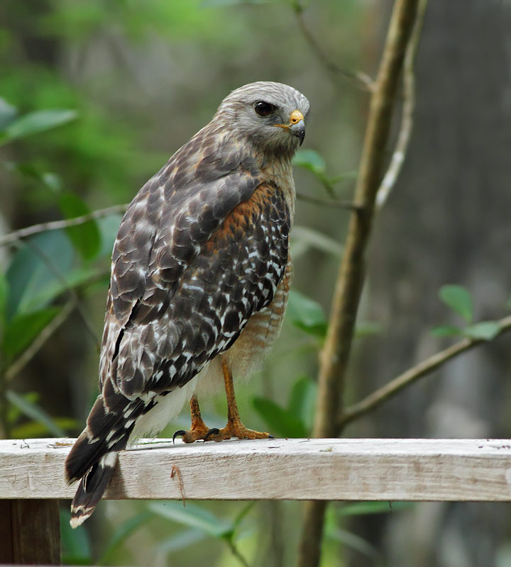 Red-shouldered Hawk