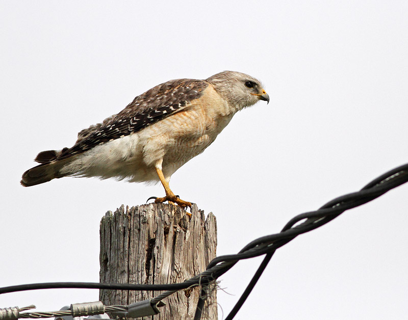 Red-shouldered Hawk