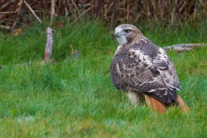 Red-tailed Hawk
