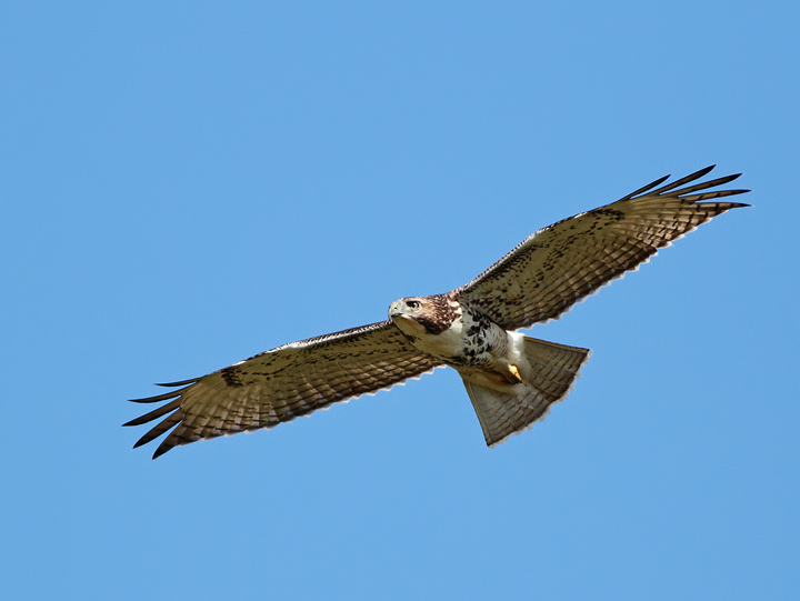 Red-tailed Hawk