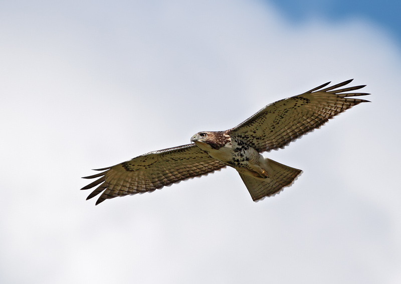 Red-tailed Hawk