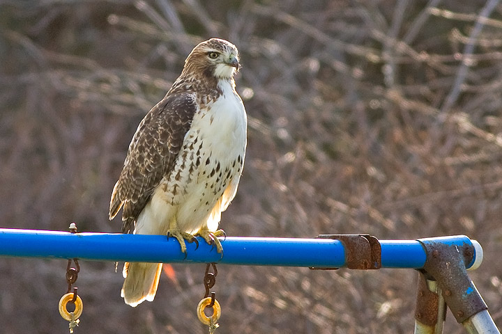 Red-tailed Hawk