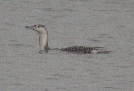 Red-throated Loon