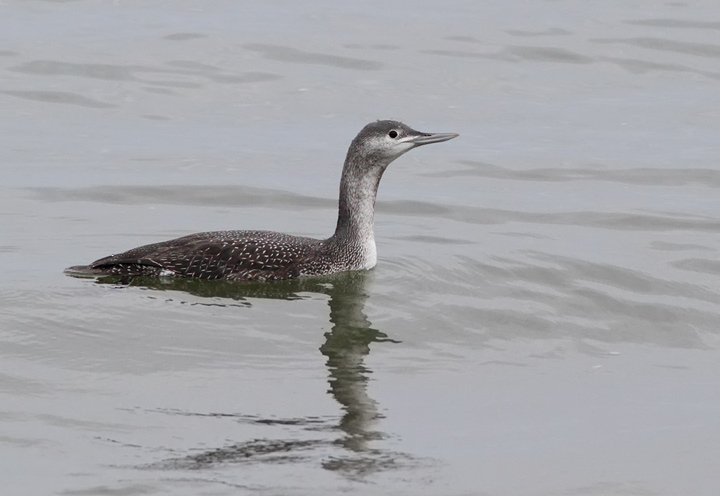 Red-throated Loon
